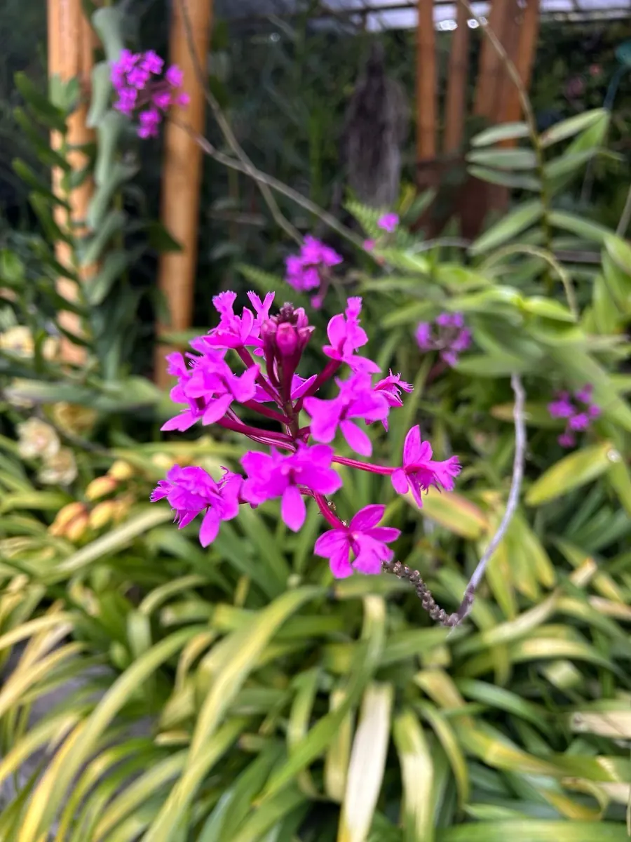 Orquídea Epidendrum de Quito